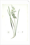 Ornithogalum nutans, Ornithogale penché; Drooping Star of Bethlehem, Nodding Star-of-Bethlehem by Pierre Joseph Redouté