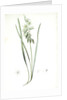 Ornithogalum nutans, Ornithogale penché; Drooping Star of Bethlehem, Nodding Star-of-Bethlehem by Pierre Joseph Redouté