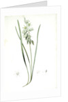 Ornithogalum nutans, Ornithogale penché; Drooping Star of Bethlehem, Nodding Star-of-Bethlehem by Pierre Joseph Redouté