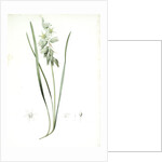 Ornithogalum nutans, Ornithogale penché; Drooping Star of Bethlehem, Nodding Star-of-Bethlehem by Pierre Joseph Redouté