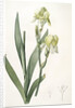 Iris flavescens, Iris à fleurs jaunes, Lemonyellow Iris by Pierre Joseph Redouté