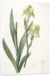 Iris flavescens, Iris à fleurs jaunes, Lemonyellow Iris by Pierre Joseph Redouté