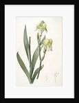 Iris flavescens, Iris à fleurs jaunes, Lemonyellow Iris by Pierre Joseph Redouté