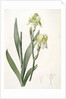 Iris flavescens, Iris à fleurs jaunes, Lemonyellow Iris by Pierre Joseph Redouté