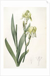 Iris flavescens, Iris à fleurs jaunes, Lemonyellow Iris by Pierre Joseph Redouté