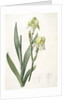 Iris flavescens, Iris à fleurs jaunes, Lemonyellow Iris by Pierre Joseph Redouté