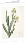 Iris flavescens, Iris à fleurs jaunes, Lemonyellow Iris by Pierre Joseph Redouté