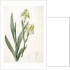Iris flavescens, Iris à fleurs jaunes, Lemonyellow Iris by Pierre Joseph Redouté
