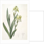 Iris flavescens, Iris à fleurs jaunes, Lemonyellow Iris by Pierre Joseph Redouté