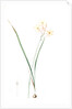Ixia longiflora, Ixia paniculata; Ixia à longue fleur, Long-flowered Ixia by Pierre Joseph Redouté