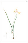 Ixia longiflora, Ixia paniculata; Ixia à longue fleur, Long-flowered Ixia by Pierre Joseph Redouté