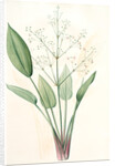 Alisma plantago, Alisma Plantago-aquatica; Fluteau plantain d'eau, Great Water Plantain by Pierre Joseph Redouté