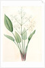 Alisma plantago, Alisma Plantago-aquatica; Fluteau plantain d'eau, Great Water Plantain by Pierre Joseph Redouté