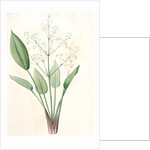 Alisma plantago, Alisma Plantago-aquatica; Fluteau plantain d'eau, Great Water Plantain by Pierre Joseph Redouté