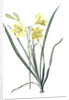 Hemerocallis flava, Hemerocalle Jaune; Yellow Day Lily by Pierre Joseph Redouté