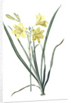 Hemerocallis flava, Hemerocalle Jaune; Yellow Day Lily by Pierre Joseph Redouté