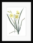 Hemerocallis flava, Hemerocalle Jaune; Yellow Day Lily by Pierre Joseph Redouté
