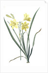 Hemerocallis flava, Hemerocalle Jaune; Yellow Day Lily by Pierre Joseph Redouté