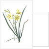 Hemerocallis flava, Hemerocalle Jaune; Yellow Day Lily by Pierre Joseph Redouté