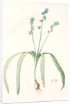 Scilla amoena, Scilla amoena; Star Hyacinth by Pierre Joseph Redouté