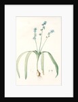 Scilla amoena, Scilla amoena; Star Hyacinth by Pierre Joseph Redouté