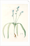 Scilla amoena, Scilla amoena; Star Hyacinth by Pierre Joseph Redouté