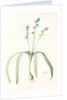 Scilla amoena, Scilla amoena; Star Hyacinth by Pierre Joseph Redouté