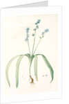 Scilla amoena, Scilla amoena; Star Hyacinth by Pierre Joseph Redouté