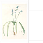 Scilla amoena, Scilla amoena; Star Hyacinth by Pierre Joseph Redouté