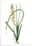 Albuca abyssinica, Albuca d'Abyssinie by Pierre Joseph Redouté