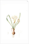 Pancratium maritimum, Pancrace maritime, Sea daffodil by Pierre Joseph Redouté