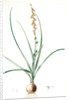 Hyacinthus serotinus, Dipcadi sp; Jacinthe tardive, Musk Hyacinth by Pierre Joseph Redouté