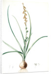 Hyacinthus serotinus, Dipcadi sp; Jacinthe tardive, Musk Hyacinth by Pierre Joseph Redouté