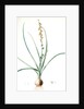 Hyacinthus serotinus, Dipcadi sp; Jacinthe tardive, Musk Hyacinth by Pierre Joseph Redouté