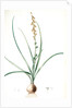 Hyacinthus serotinus, Dipcadi sp; Jacinthe tardive, Musk Hyacinth by Pierre Joseph Redouté