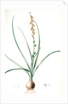 Hyacinthus serotinus, Dipcadi sp; Jacinthe tardive, Musk Hyacinth by Pierre Joseph Redouté