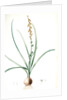 Hyacinthus serotinus, Dipcadi sp; Jacinthe tardive, Musk Hyacinth by Pierre Joseph Redouté
