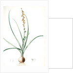 Hyacinthus serotinus, Dipcadi sp; Jacinthe tardive, Musk Hyacinth by Pierre Joseph Redouté