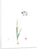 Galaxia ixiaeflora, Ixia monadelpha; Galaxis fleur d'Ixia, Monadelphous Ixia by Pierre Joseph Redouté