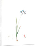 Galaxia ixiaeflora, Ixia monadelpha; Galaxis fleur d'Ixia, Monadelphous Ixia by Pierre Joseph Redouté