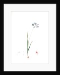 Galaxia ixiaeflora, Ixia monadelpha; Galaxis fleur d'Ixia, Monadelphous Ixia by Pierre Joseph Redouté
