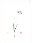 Galaxia ixiaeflora, Ixia monadelpha; Galaxis fleur d'Ixia, Monadelphous Ixia by Pierre Joseph Redouté