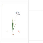 Galaxia ixiaeflora, Ixia monadelpha; Galaxis fleur d'Ixia, Monadelphous Ixia by Pierre Joseph Redouté