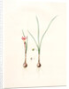 Amaryllis atamasco var. minor, Zephyranthes Atamasco var. minor; Amarylles de Virginie var. a petites fleurs by Pierre Joseph Redouté