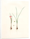 Amaryllis atamasco var. minor, Zephyranthes Atamasco var. minor; Amarylles de Virginie var. a petites fleurs by Pierre Joseph Redouté