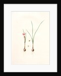 Amaryllis atamasco var. minor, Zephyranthes Atamasco var. minor; Amarylles de Virginie var. a petites fleurs by Pierre Joseph Redouté