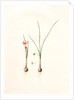 Amaryllis atamasco var. minor, Zephyranthes Atamasco var. minor; Amarylles de Virginie var. a petites fleurs by Pierre Joseph Redouté