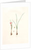 Amaryllis atamasco var. minor, Zephyranthes Atamasco var. minor; Amarylles de Virginie var. a petites fleurs by Pierre Joseph Redouté