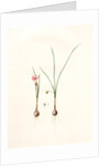 Amaryllis atamasco var. minor, Zephyranthes Atamasco var. minor; Amarylles de Virginie var. a petites fleurs by Pierre Joseph Redouté