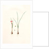 Amaryllis atamasco var. minor, Zephyranthes Atamasco var. minor; Amarylles de Virginie var. a petites fleurs by Pierre Joseph Redouté